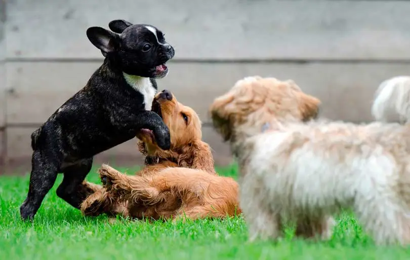 Perros de distintas razas jugando y socializando al aire libre
