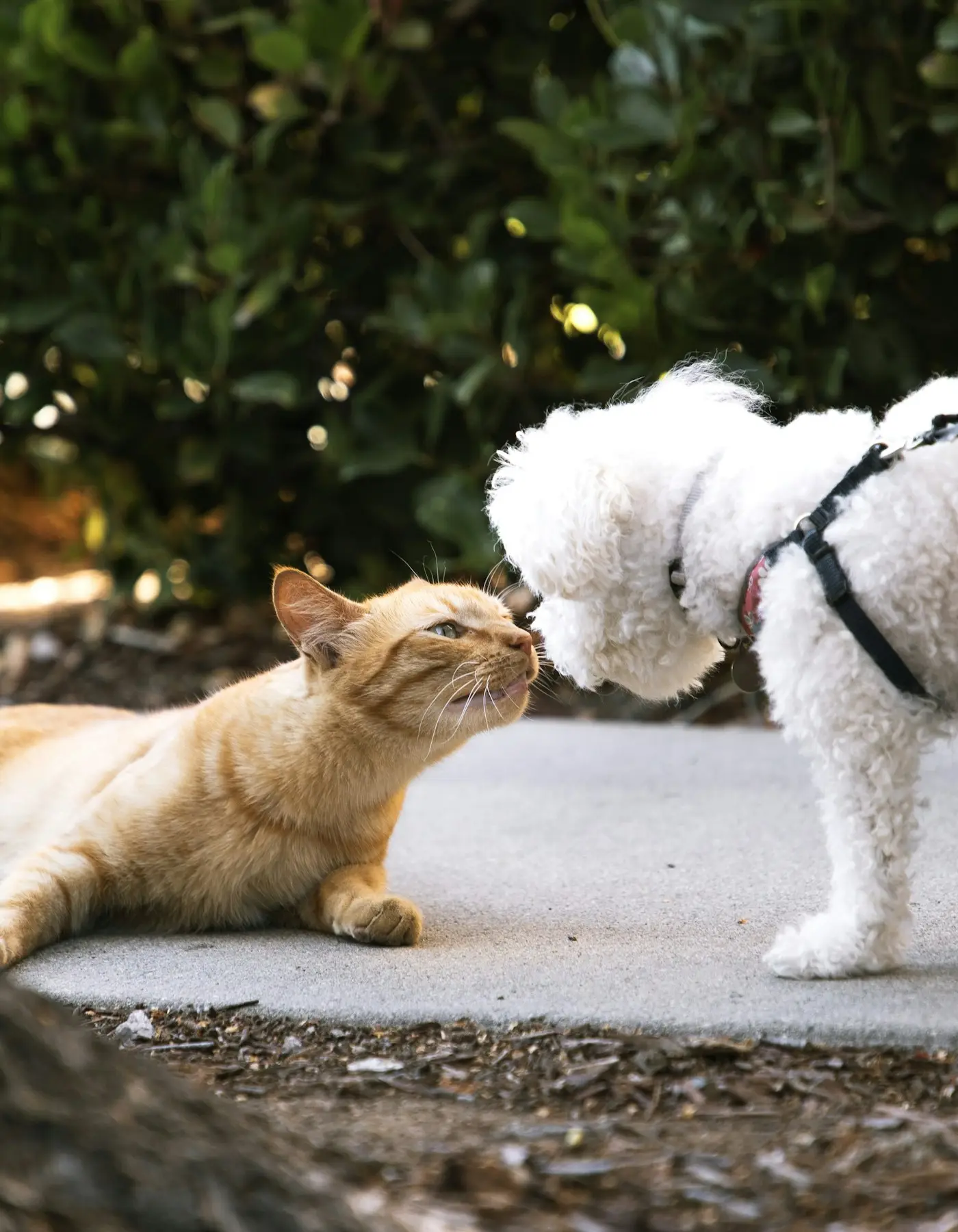 Perro y gato juntos — Vetainer, consulta veterinaria virtual en San Miguel de Allende