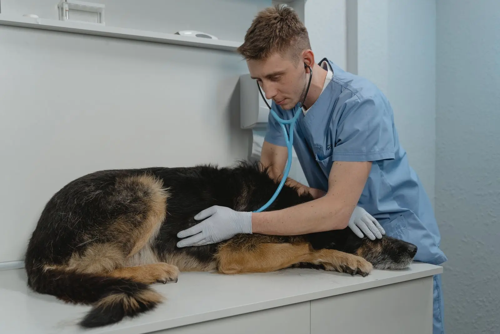 Veterinario auscultando a un perro en consulta clínica