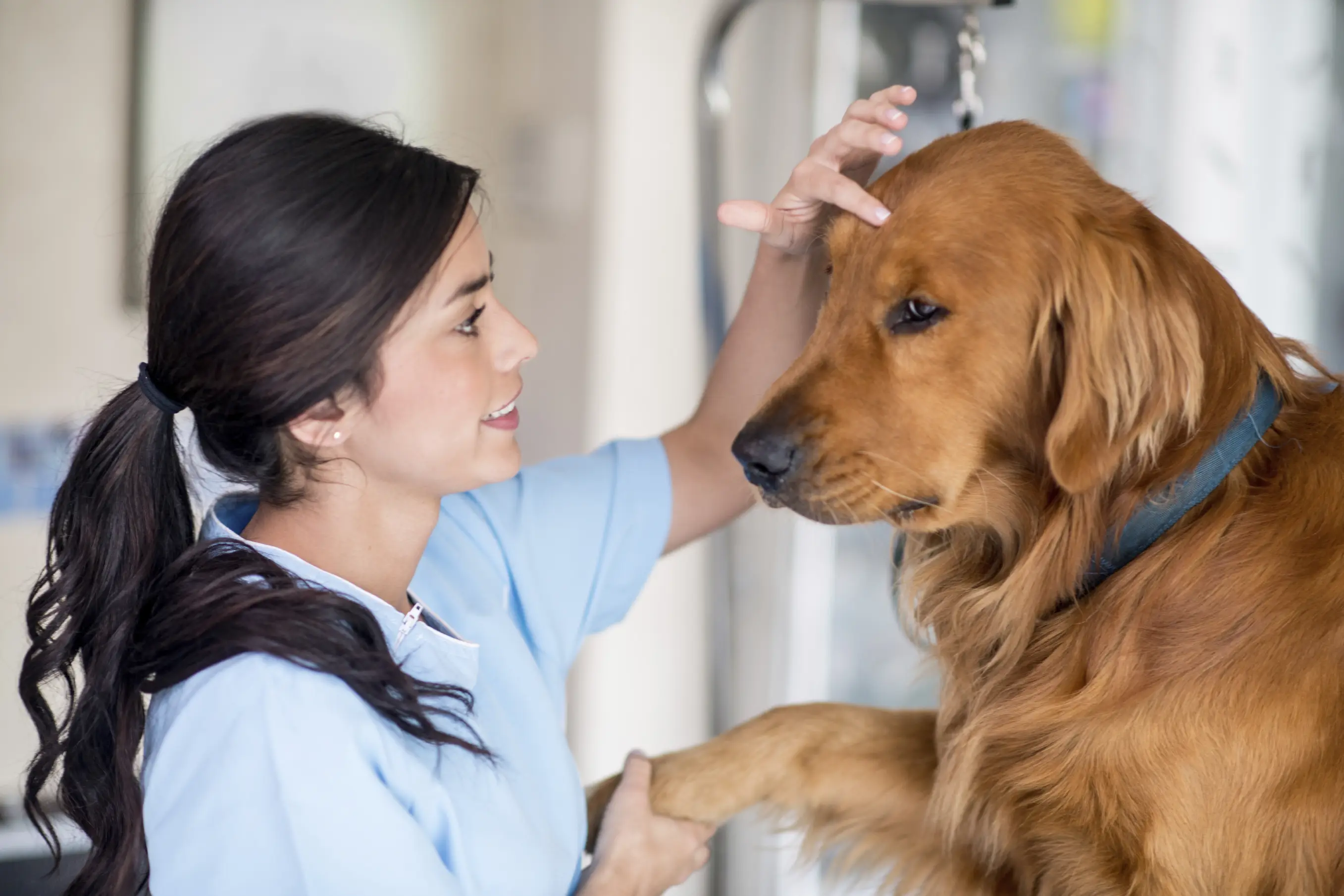 Cachorro recibiendo medicamento oral con jeringa en consulta