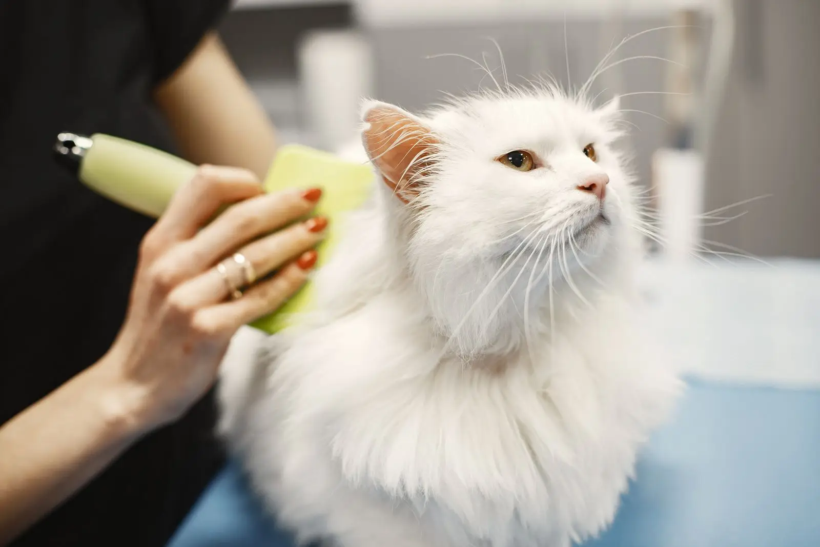 Gato de pelo largo siendo cepillado en sesión de grooming
